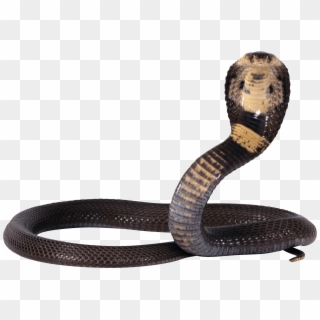 Black And Yellow Snake - Snake Png Clipart
