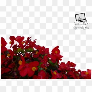 Red Flowers Png Free Download - Red Flowers Png Transparent Clipart