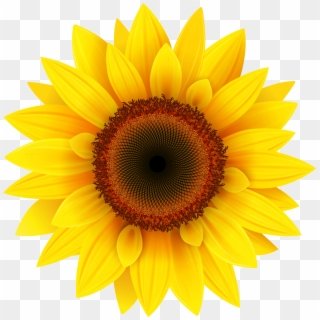 Sunflower Png Hd Sunflower Png Images Transpa Background - Sunflower Images Hd Png Clipart