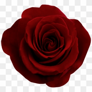 Share This Article - Dark Red Rose Png Clipart