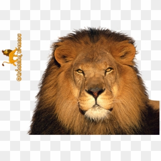 Free Icons Png - Lion Render Clipart