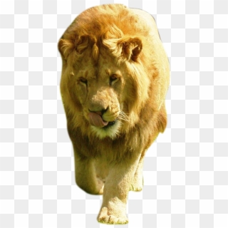 Lion Transparent Images - Large Male Lion Clipart