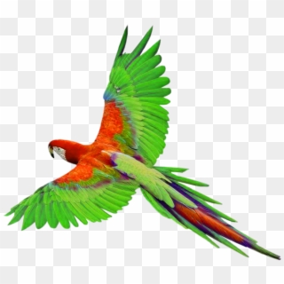 Parrot Png Picture - Parrot Png Clipart