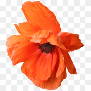 Poppy Png - Portable Network Graphics Clipart