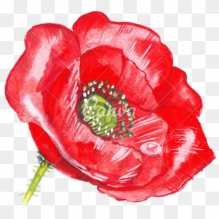 Poppy Flower Drawing Clipart