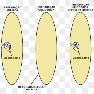 Formacao Mesossomo - Mesossomo Lateral Clipart