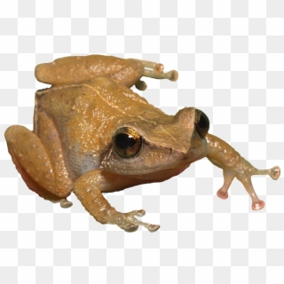Toad Png - Puerto Rico Frog Png Clipart