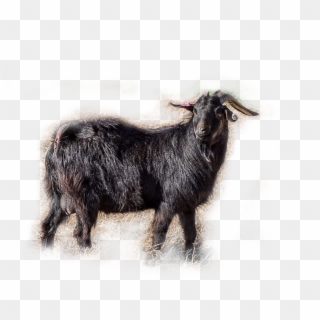 /images/goat-bkg - Goat Clipart