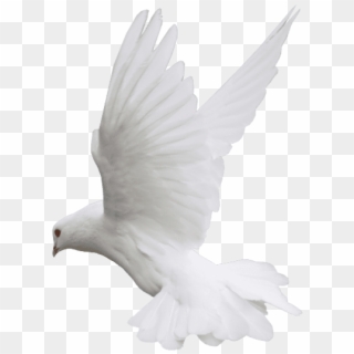 Free Png Download White Dove Flight Png Images Background - White Dove .png Clipart