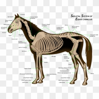 File - Horse Anatomy - Svg - Skeletal System Of A Horse Clipart
