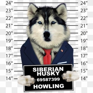 Siberian Husky Mugshot - Husky Mug Shot Clipart