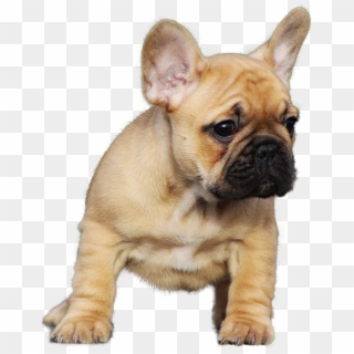 Bulldog Png Transparent Images - French Bull Dog Puppy Png Clipart