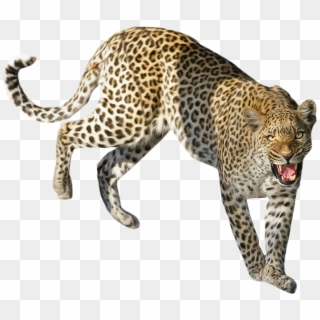 Leopard Standing - Sitting Leopard Png Clipart