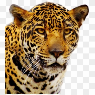 Leopard Face Transparent Image - Jaguar Png Clipart