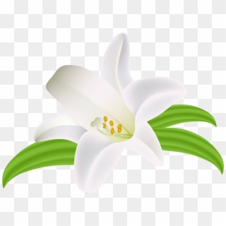 Lilium Flower Png Clipart Image - Lily Transparent Png