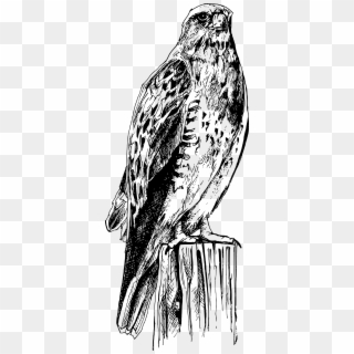 This Free Icons Png Design Of Bird Of Prey Clipart