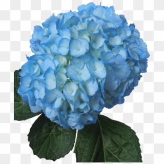 Tinted Light Blue - Light Blue Flowers Png Clipart