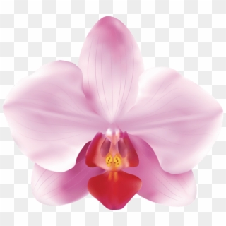 Free Png Download Pink Orchids Png Images Background - Pink Orchids Png Clipart