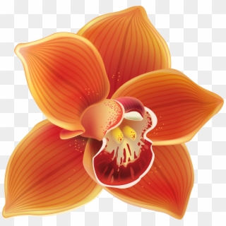 Orange Orchid Png Clipart Transparent Png