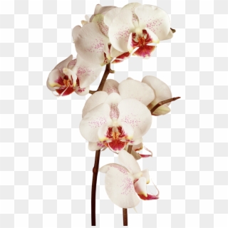 Orchid - Moon Orchid R Png Clipart
