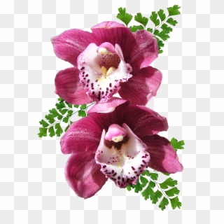 Orchid - Orquideas Png Clipart