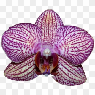 Orchids - Moth Orchid Clipart