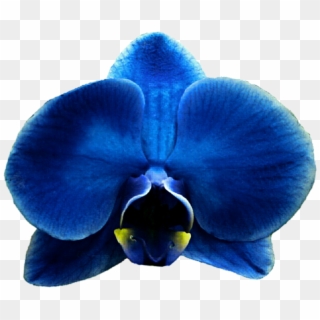 Orchid Clipart Green Orchid - Blue Orchid Png Transparent Png
