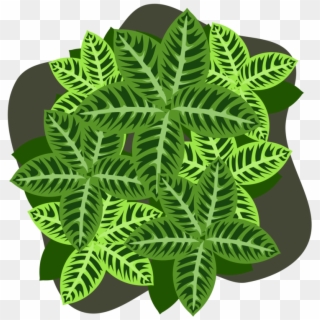 Four Leaf Clover Plant Four Leaf Clover Shamrock - Fern Clipart
