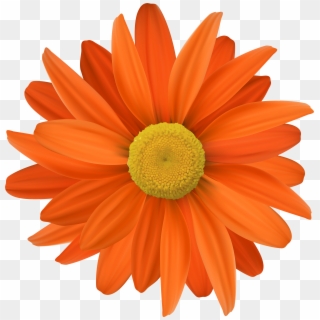 5000 X 5076 11 - Orange Colour Flowers Clipart