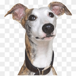Whippet Puppies Dogs - Galgo Español Clipart