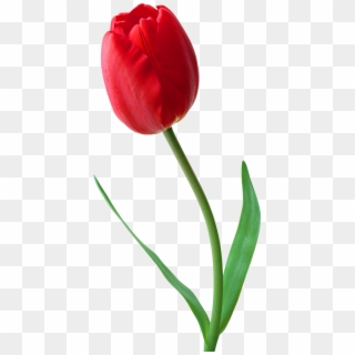 Large Png Red Tulip Clipart - Tulip Png Transparent Png