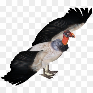 Vulture Png - Zoo Tycoon 2 Vulture Clipart