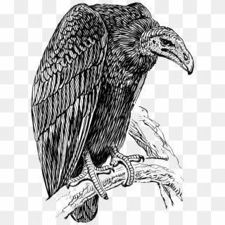 Vulture - Vulture Drawing Clipart