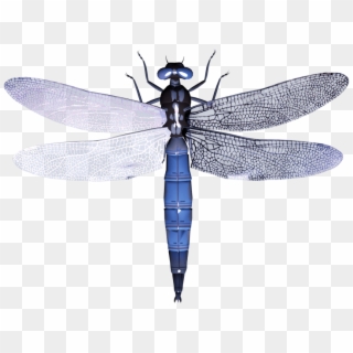 Free Png Dragonfly Png Images Transparent - Стрекоза Клипарт Clipart