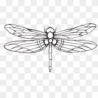 Tattoo Dragonfly Drawing Clip Art - Outline Images Of Dragonfly - Png Download