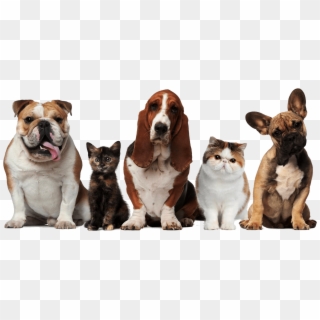 Main Png Dogs And Cats1920 - Pets Cats And Dogs Clipart