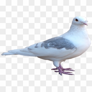 Pigeon Png Transparent Hd - Pigeon Png Hd Clipart