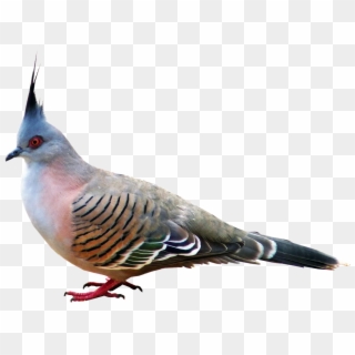 Pigeon, Bird, Nature, Wildlife, Ornithology - Bulbul Clipart