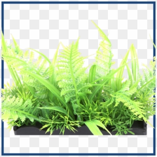 Grass , Png Download Clipart
