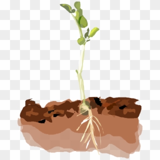 Picture Freeuse Download Growth Clipart Clipart Transparent - Clipart Plants In Soil - Png Download