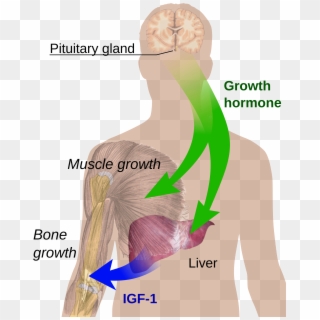 Endocrine Growth Regulation - Human Growth Hormone Diagram Clipart