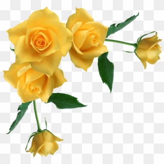 Yellow Rose Flower Free Png Transparent Images Free - Yellow Flower Border Transparent Clipart