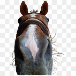 Horse Sticker - Sorrel Clipart
