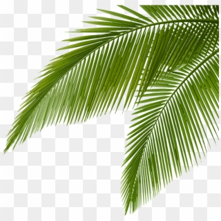 Palm Leaves - Attalea Speciosa Clipart