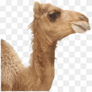 Camel Png Image Download - Animals With Long Necks And Big Lips Clipart
