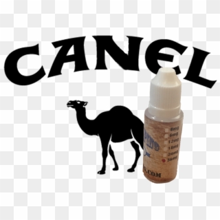 Canel Ejuice - Arabian Camel Clipart