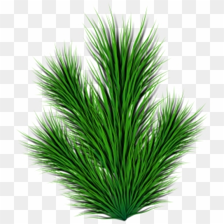 This Free Icons Png Design Of Pine Branch Clipart
