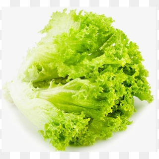 Salad Patta / Lettuce - Lettuce Clipart