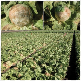 Lettuce Drop Caused By Airborne Ascospores Of Sclerotinia - Sclerotinia Sclerotiorum Lettuce Clipart