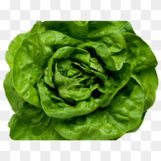 Lettuce Clipart Romaine Lettuce - Fejes Saláta Salata - Png Download